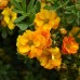 Potentilla Marmalade C2